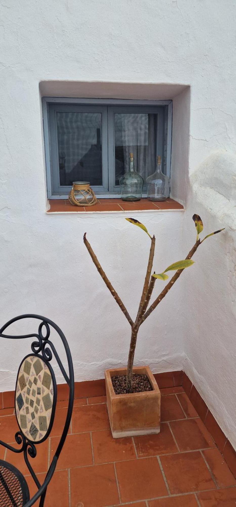 La Casa De Abuela Habitaciones Con Bano Compartido En El Casco Historico De Frigiliana "Solo Adultos" Buitenkant foto